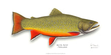 Load image into Gallery viewer, Brook Trout