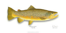 Load image into Gallery viewer, Brown Trout