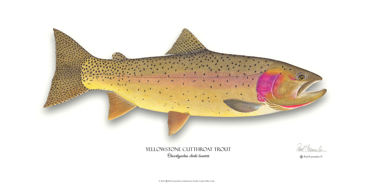 Yellowstone Cutthroat Trout – LakeStream Studio