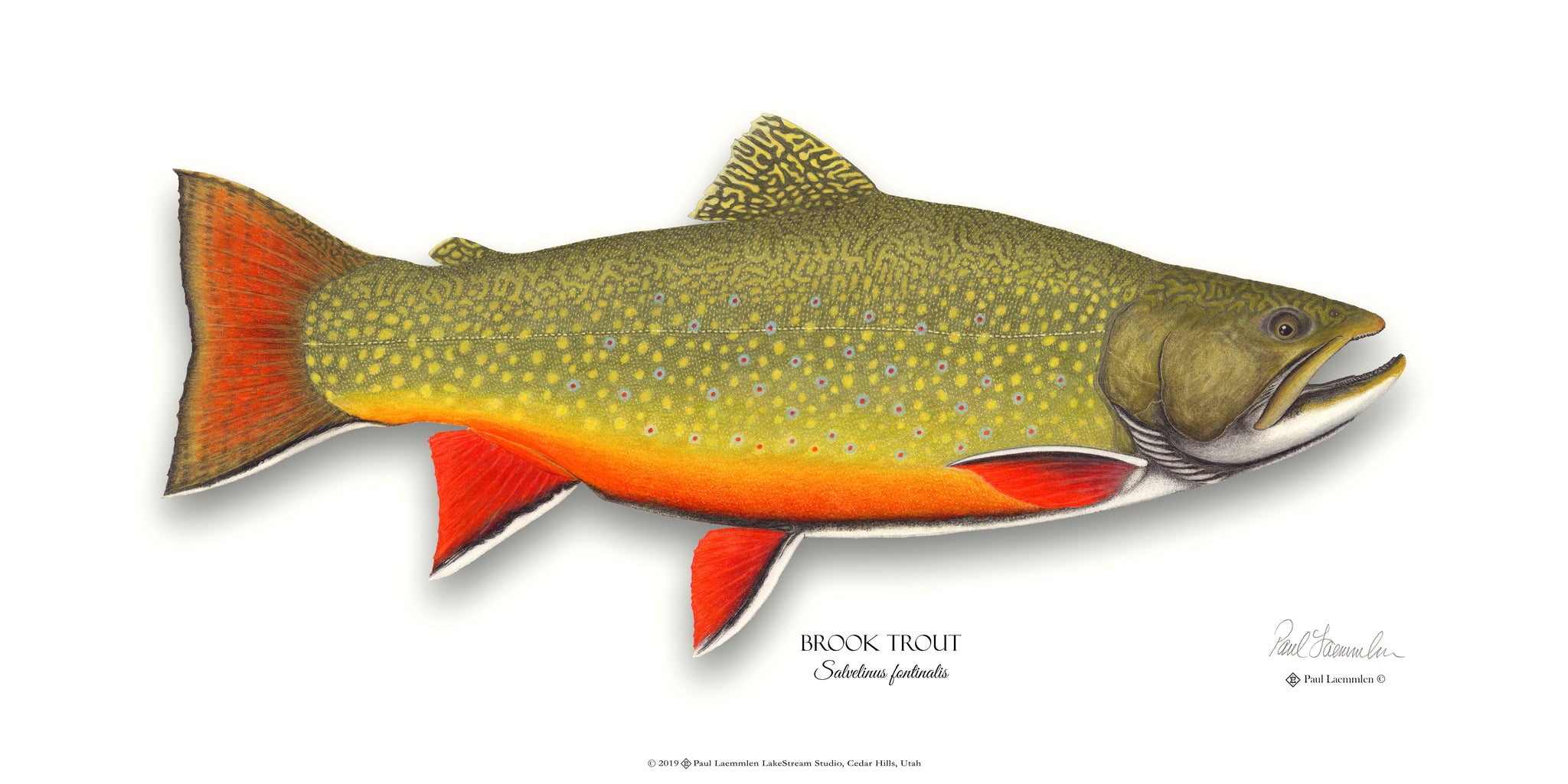 Brook Trout on River Rock - Delestrezart - Paintings & Prints, Animals,  Birds, & Fish, Aquatic Life, Fish, Freshwater Fish - ArtPal