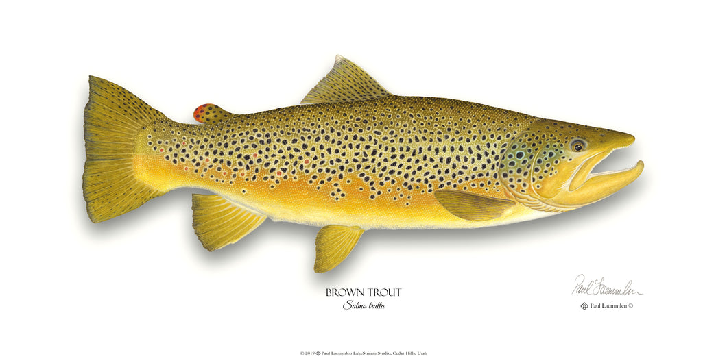 Brown Trout