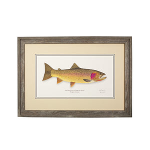 Yellowstone Cutthroat Trout